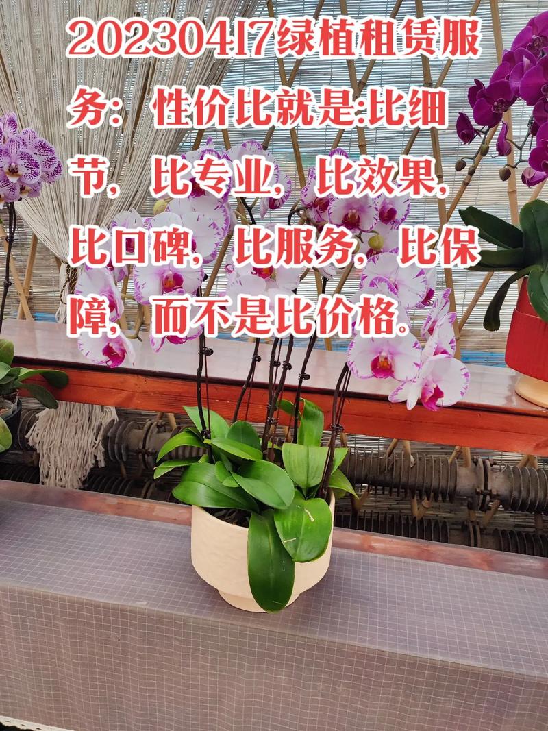 20230417绿植租赁服务.#室内绿植 #服务我们是认真的